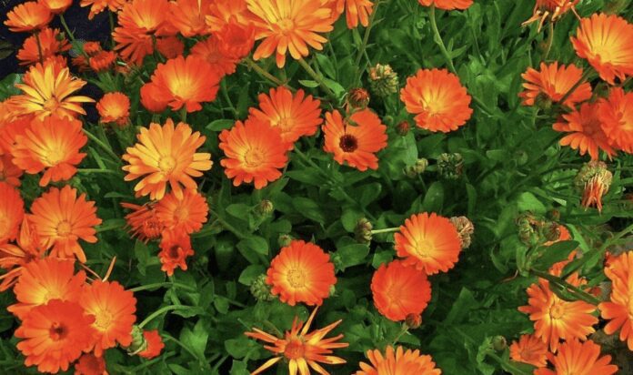 Дачники розповіли, які рослини є найкращими сусідами для помідорів