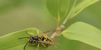 3 ефективні методи боротьби з осами