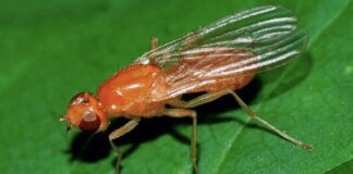 Експерти розповіли, як боротися з морквяною мухою на городі