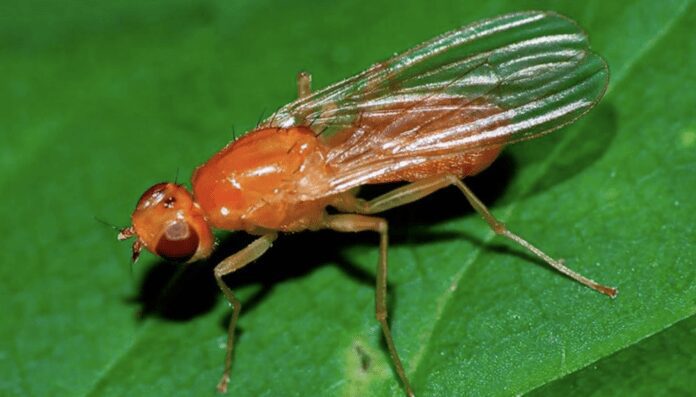 Експерти розповіли, як боротися з морквяною мухою на городі