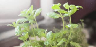 Дачники розповіли, як мʼята захищає рослини на городі