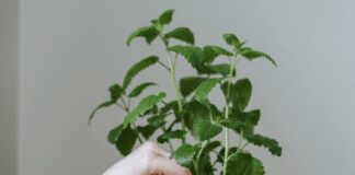 Як правильно засушити мʼяту в домашніх умовах