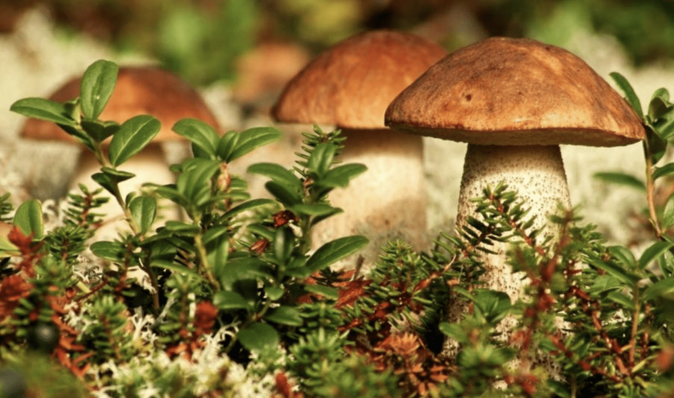 Дачники розповіли, як виростити лісові гриби на ділянці
