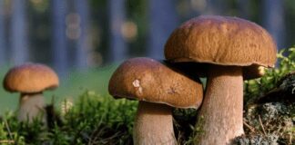 Експерти розповіли цікаві факти про червиві гриби   