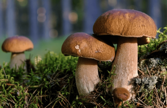 Дачники розповіли, як виростити лісові гриби на ділянці