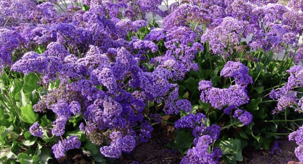 Посадила на своїй ділянці кермек і тепер заздрять всі сусіди: виглядає краще, ніж лаванда. Свекруха теж хоче 