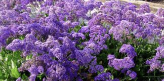 Садівники розповіли, що таке кермек і як його вирощувати