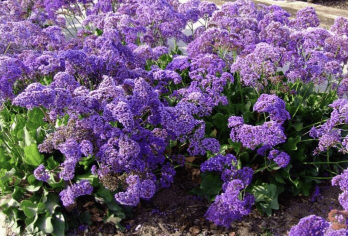 Садівники розповіли, що таке кермек і як його вирощувати