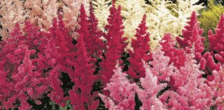 Садівники розповіли, які рослини найкраще вирощувати в тіні