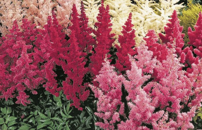 Садівники розповіли, які рослини найкраще вирощувати в тіні