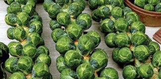 Дачники розповіли, як виростити брюссельську капусту на городі