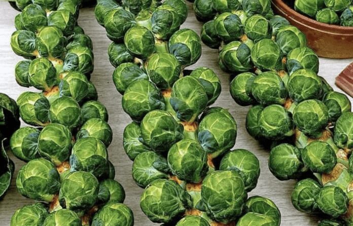 Дачники розповіли, як виростити брюссельську капусту на городі