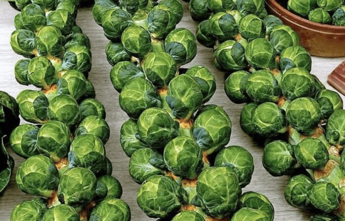 Дачники розповіли, як виростити брюссельську капусту на городі