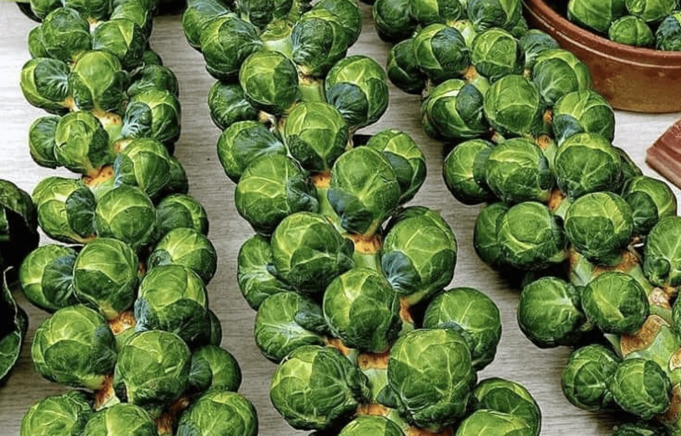 Дачники розповіли, як виростити брюссельську капусту на городі