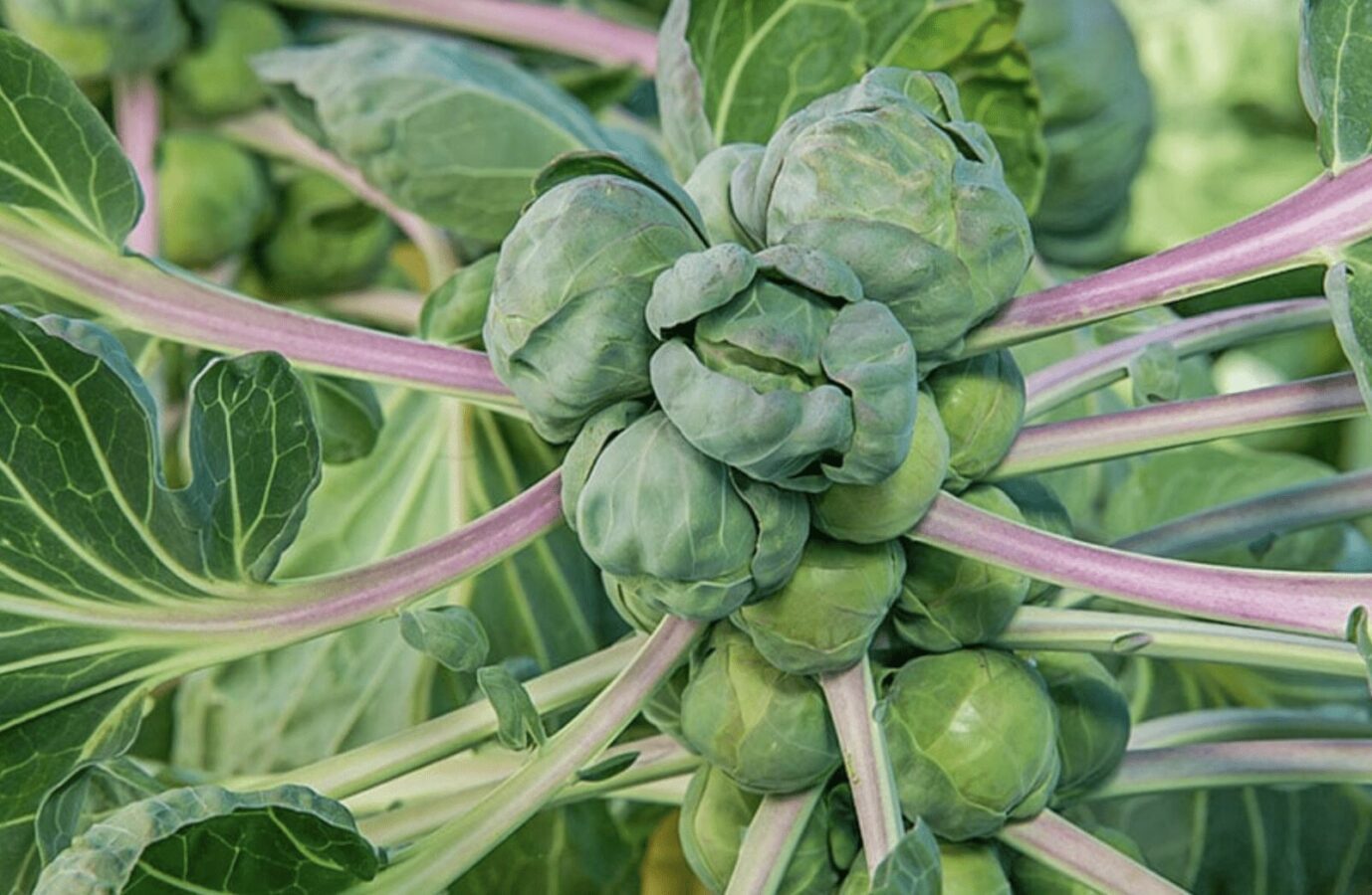 Дачники розповіли, як виростити брюссельську капусту на городі