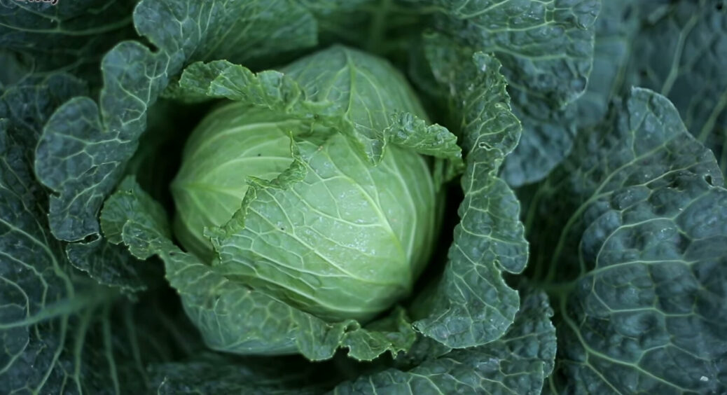 При посадці капусти в лунку кладу ложку цього “шкільного добрива” і хвороби обходять овоч стороною: я ахнула 