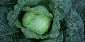 Як позбутися капустяної мошки на капусті: поради експертів