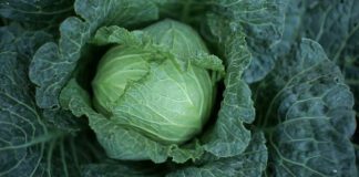 Городники розповіли, навіщо крохмалем підживлювати капусту