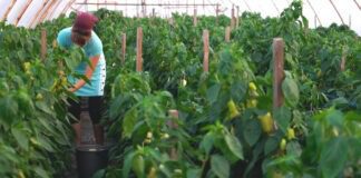 Городники назвали рослини, які не можна висаджувати поруч