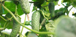Експерти назвали причини вповільнення росту огірків
