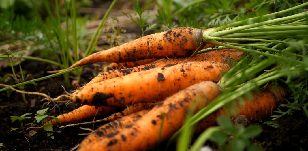 Городники розповіли, як легко підвищити врожайність моркви