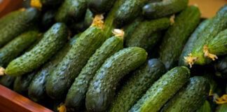 Як приготувати ефективне добриво для огірків: порада городників