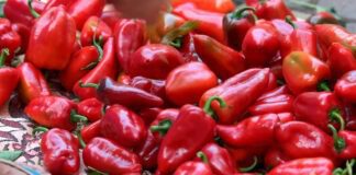 Городники назвали методи вирощування перцю у лютневі морози 