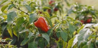 Городники розповіли, як правильно садити перці, щоб вони не хворіли