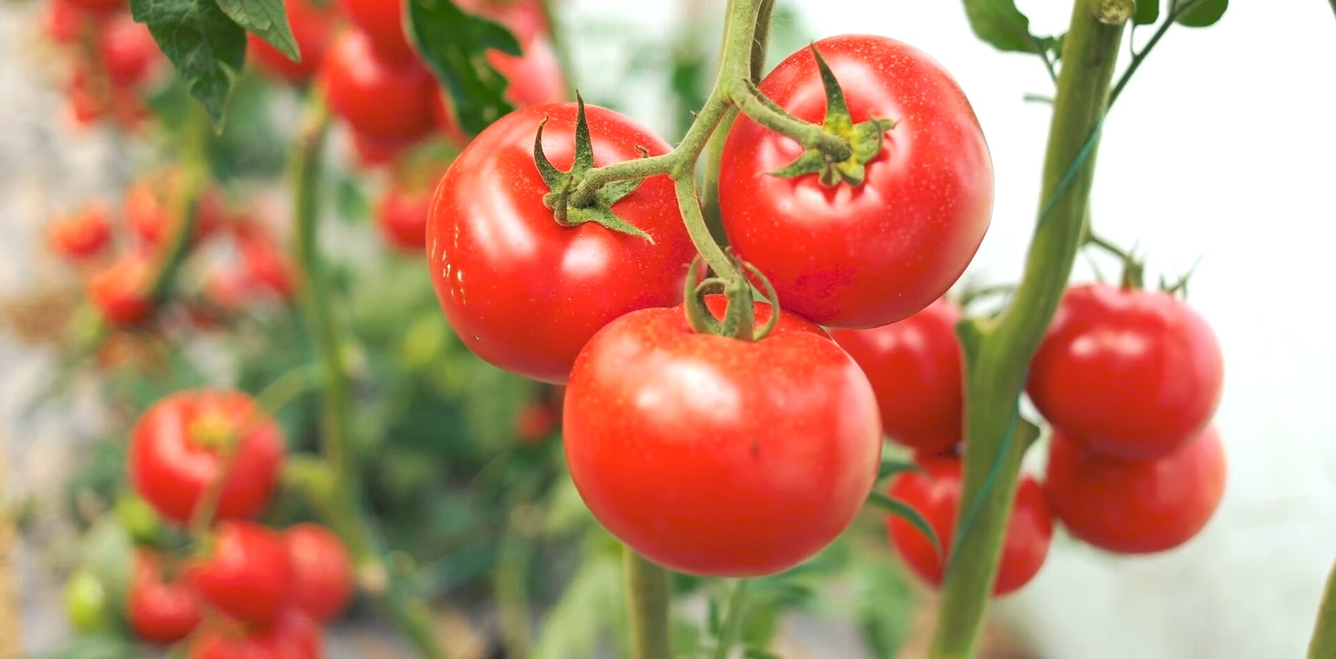 Агрономи назвали потужне натуральне добриво для помідорів