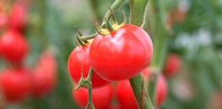 Досвідчені городники розповіли, чим підживлювати помідори на городі