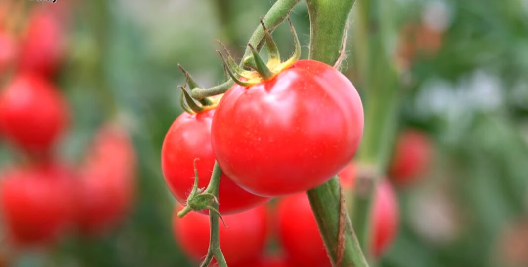 Агрономи назвали потужне натуральне добриво для помідорів