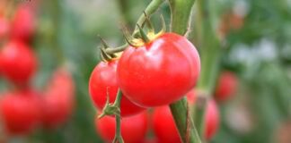 Агрономи назвали потужне натуральне добриво для помідорів