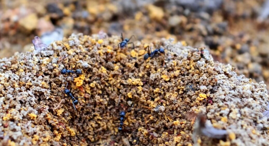 Мурахи більше ніколи не повернуться на мою ділянку: висадила цю пахучу рослину і ефект помітила миттєво 