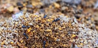 Як позбутися мурах на городі: поради експертів