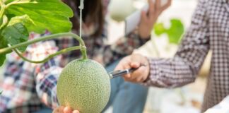 Городники розкрили секрети вирощування дині для рясного врожаю