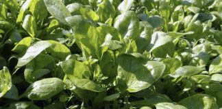 Які рослини слід перекопувати на зиму