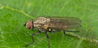 Городники розповіли, як швидко позбутися цибулевої та морквяної мухи