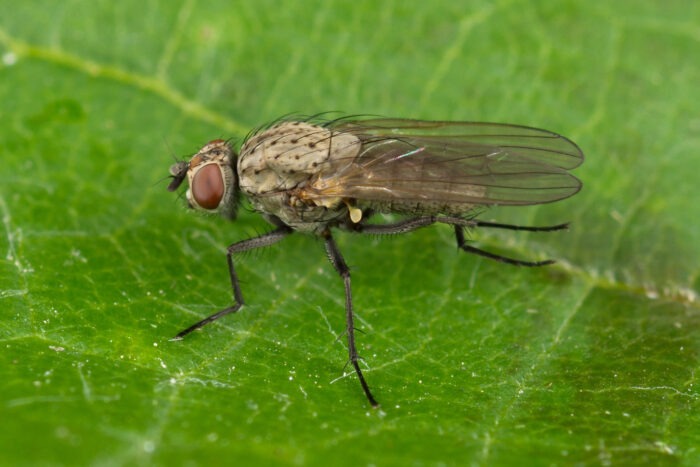 Експерти розповіли, як швидко позбутись від цибулевої мухи на городній ділянці