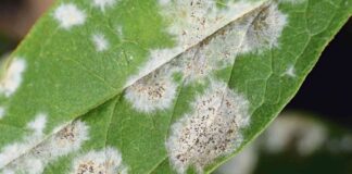 Як запобігти грибковим захворюванням на кімнатних рослинах