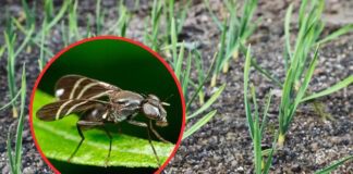 Експерти розповіли, як впоратися з цибулевою мухою на городі