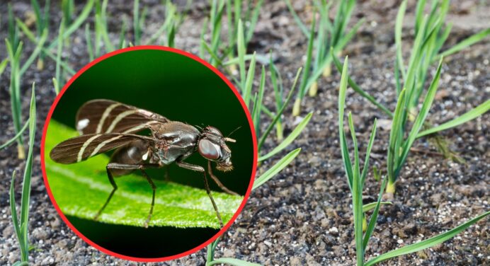 Перевірені способи боротьби з цибулевою мухою: скористайтесь цими порадами, аби вберегти город і врожай 