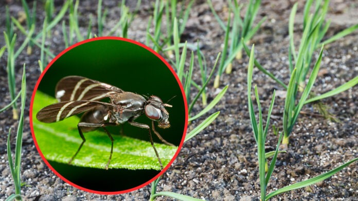 Як позбутись від цибулевої мухи на городі