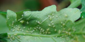 Як позбутись від попелиці на городі