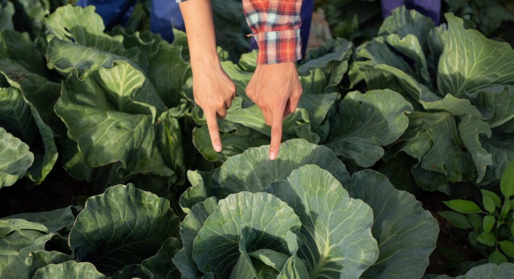 1 літр під кущ і капуста росте не по днях, а по годинах: свекруха вже похвалилась родичам у вайбері врожаєм 