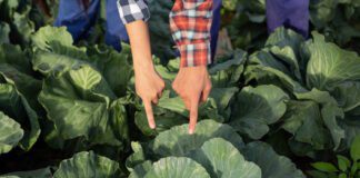 Городники розповіли, чим підживити капусту для потужного росту овоча