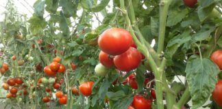 Експерти розповіли, що робити з пасинками в теплиці