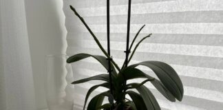 Квітникарі розповіли, чим простимулювати орхідею для цвітіння