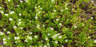 Який бур'ян краще залишити на городі