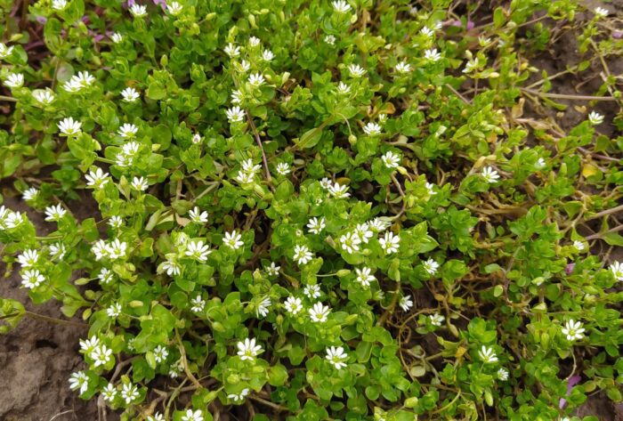 Який бур'ян краще залишити на городі