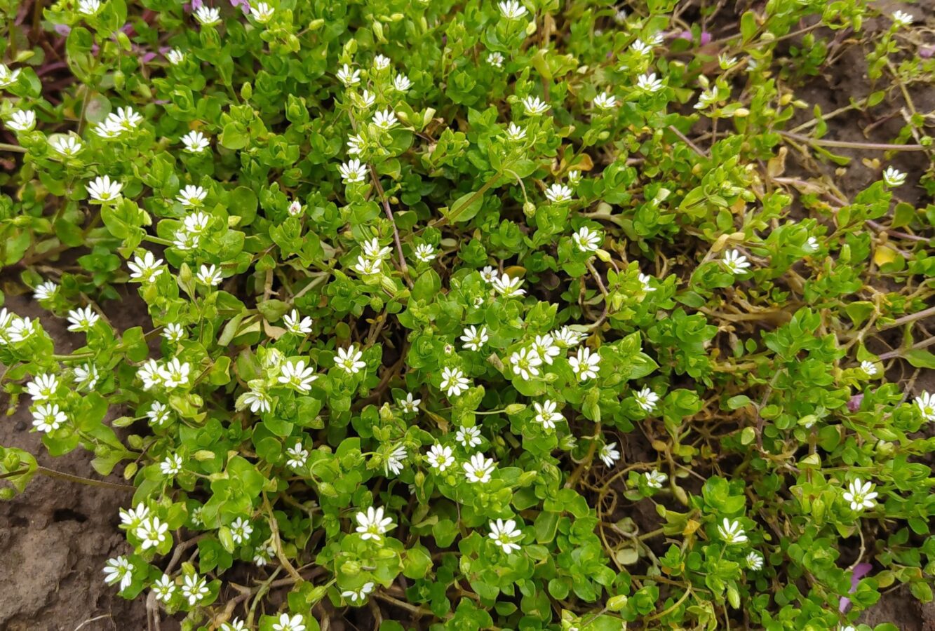 Який бур'ян краще залишити на городі